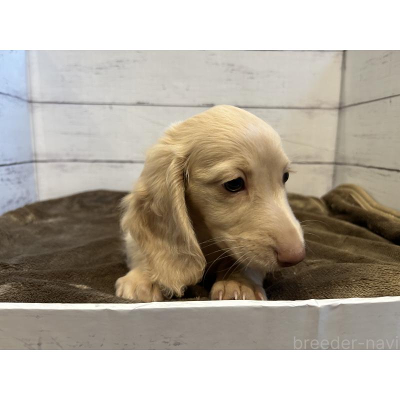 成約済の群馬県のミニチュアダックスフンド(ロングヘアード)-416609の3枚目