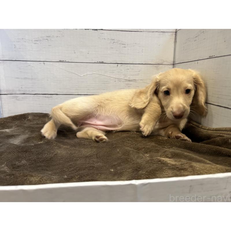 成約済の群馬県のミニチュアダックスフンド(ロングヘアード)-416609の2枚目