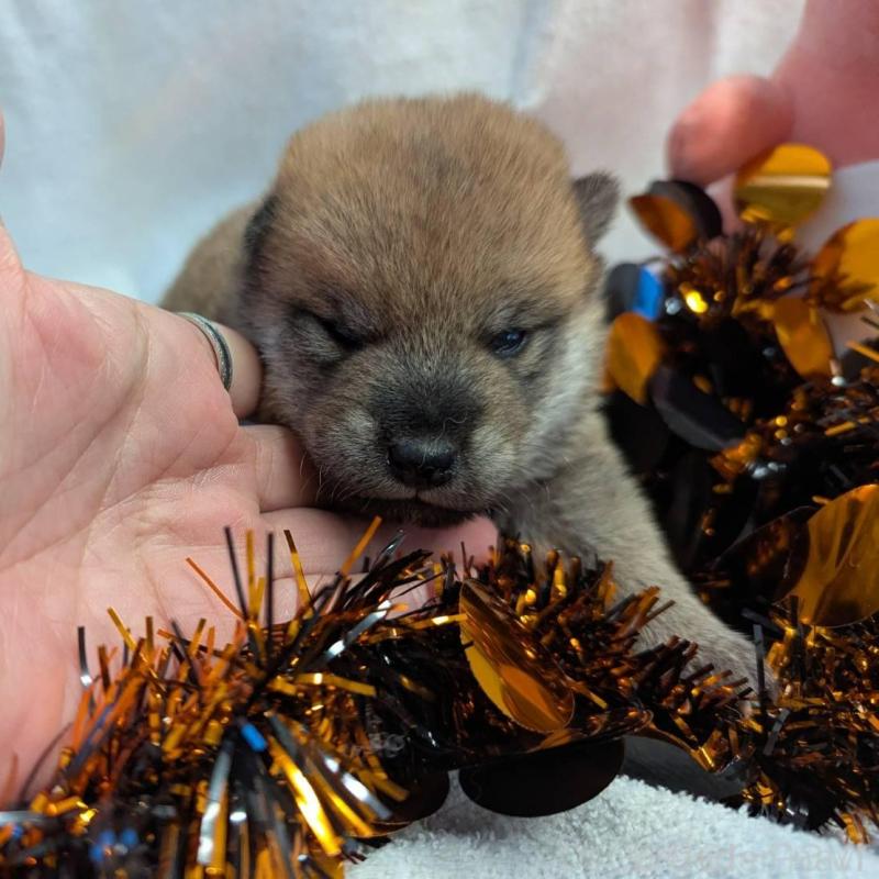 販売中の大分県の柴犬-422450の3枚目