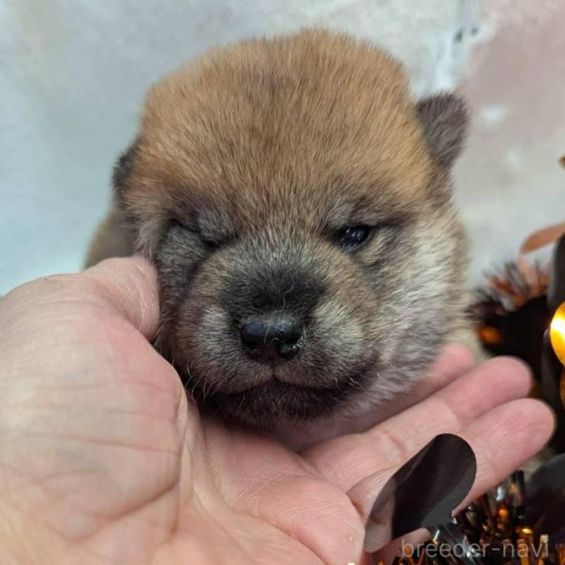 販売中の大分県の柴犬-422450の2枚目