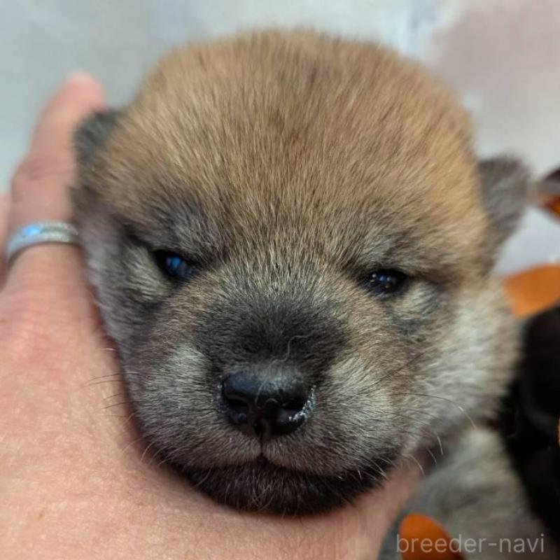 販売中の大分県の柴犬-422450の1枚目