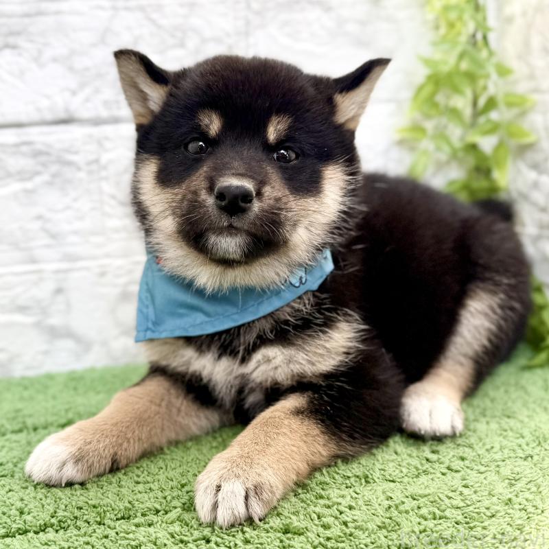 販売中の埼玉県の柴犬-417508の11枚目