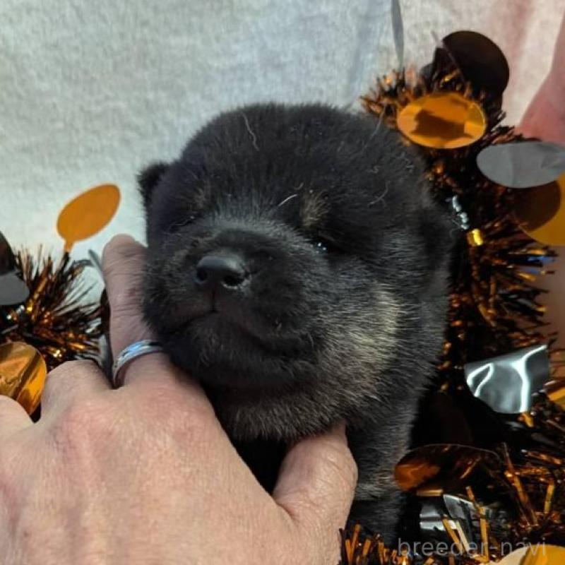 販売中の大分県の柴犬-422451の3枚目