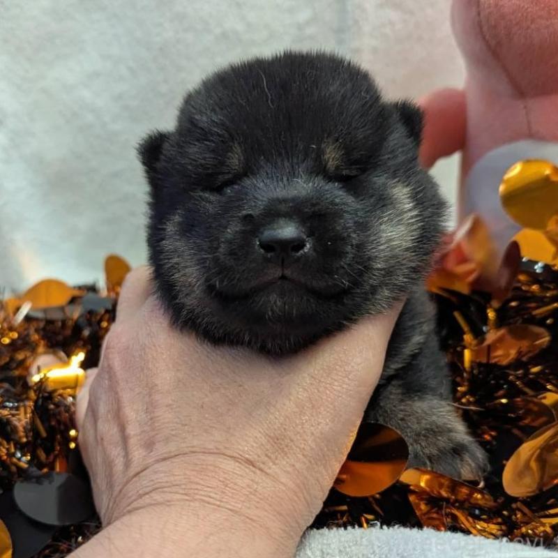 販売中の大分県の柴犬-422451の2枚目