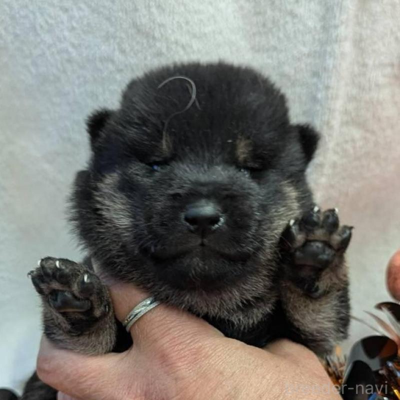 販売中の大分県の柴犬-422451