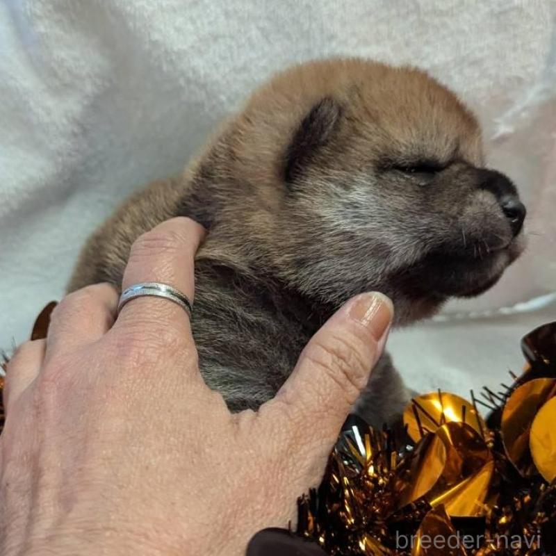 販売中の大分県の柴犬-422452の3枚目