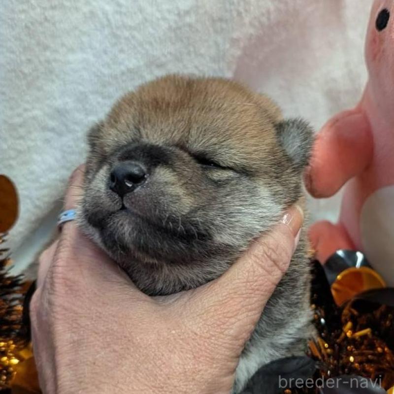 販売中の大分県の柴犬-422452の2枚目