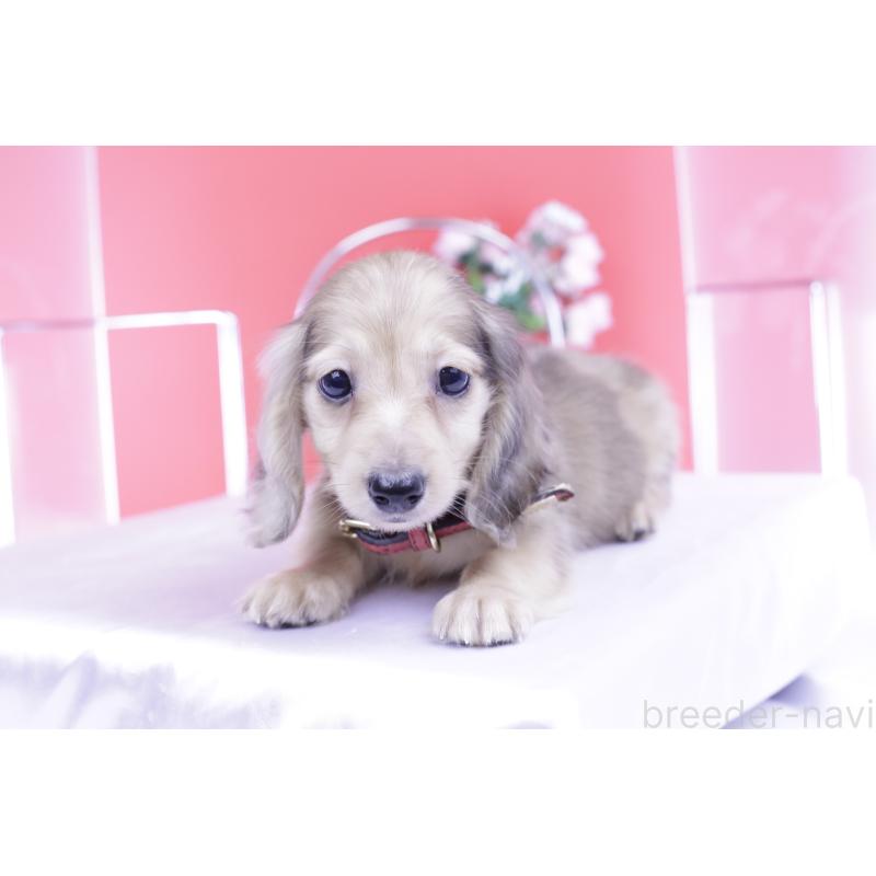 販売中の愛知県のカニンヘンダックスフンド(ロングヘアード)-418461の10枚目