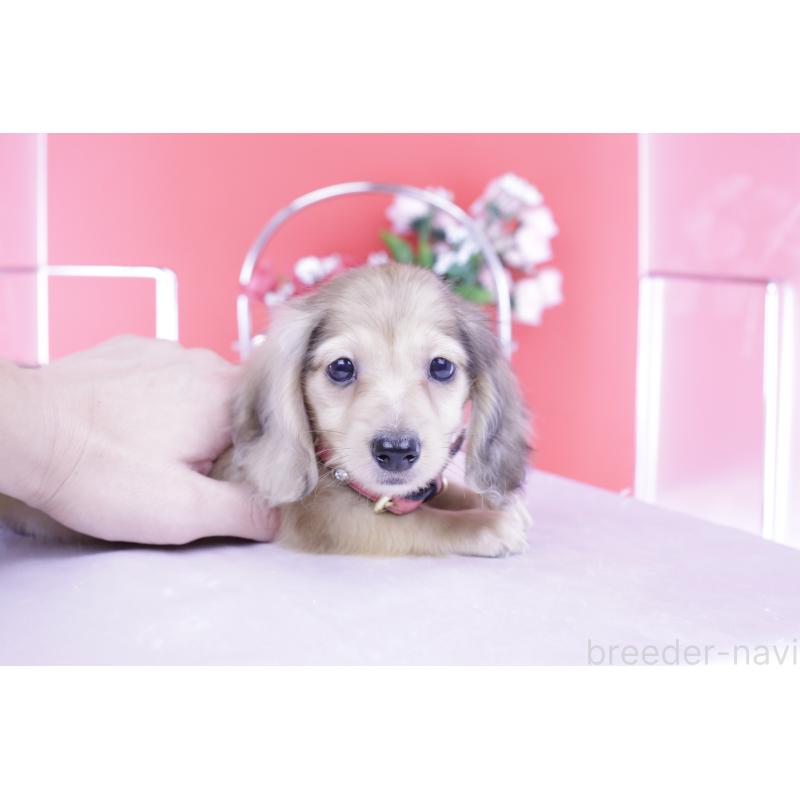 販売中の愛知県のカニンヘンダックスフンド(ロングヘアード)-418461の6枚目