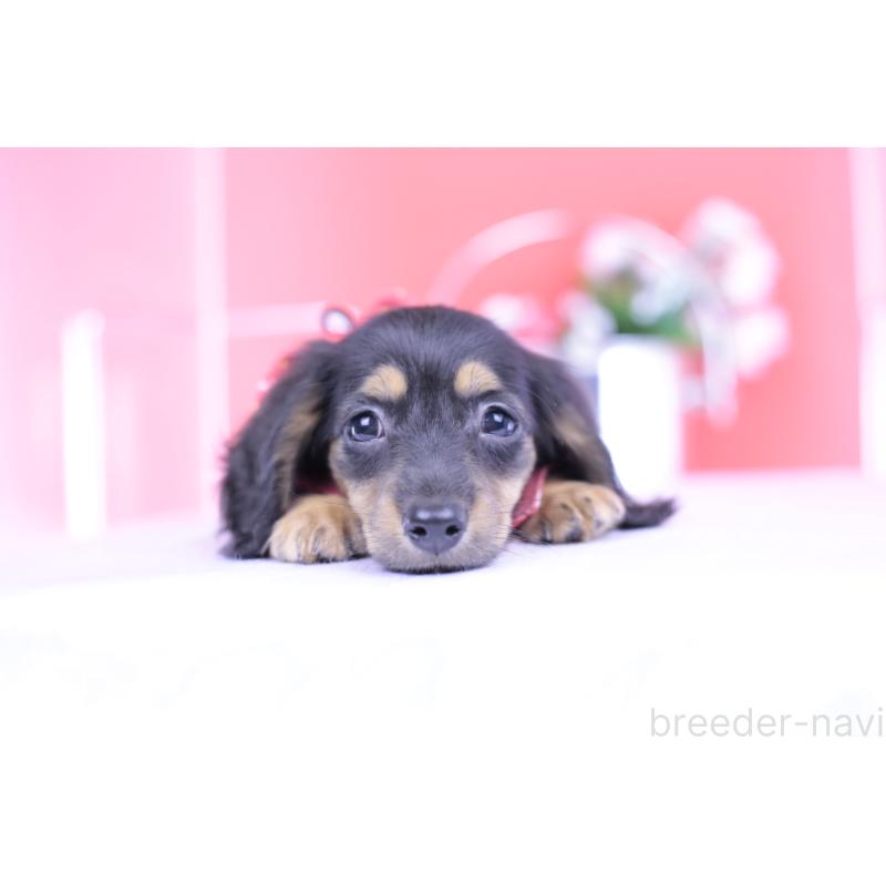 販売中の愛知県のカニンヘンダックスフンド(ロングヘアード)-418470の12枚目