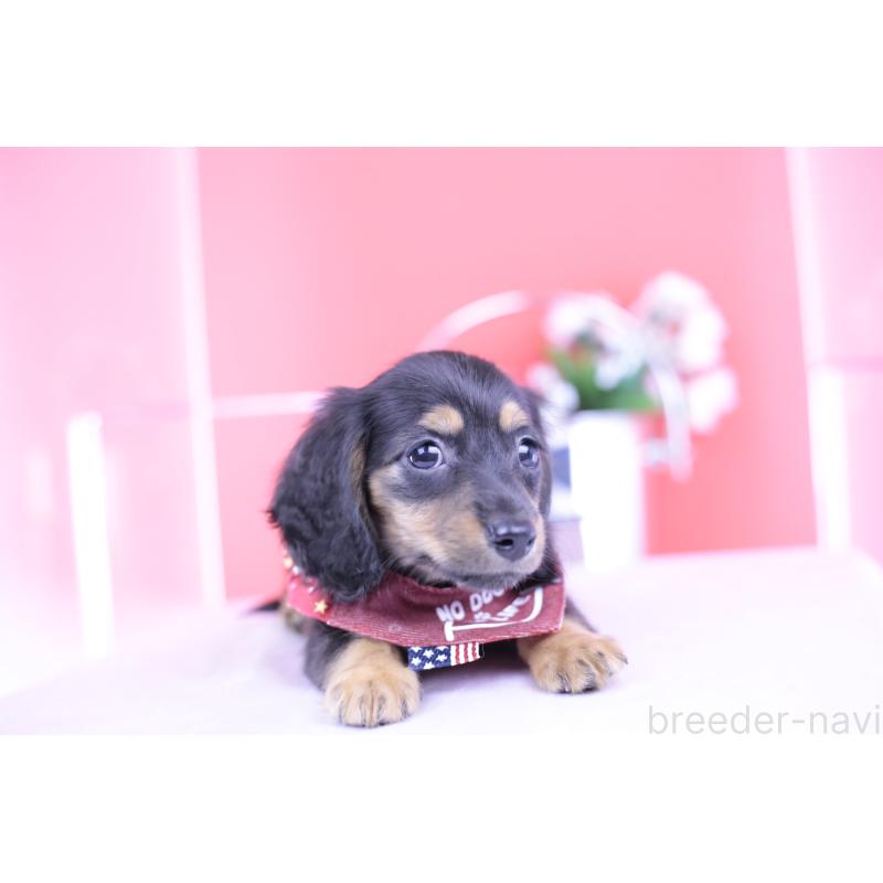 販売中の愛知県のカニンヘンダックスフンド(ロングヘアード)-418470の11枚目