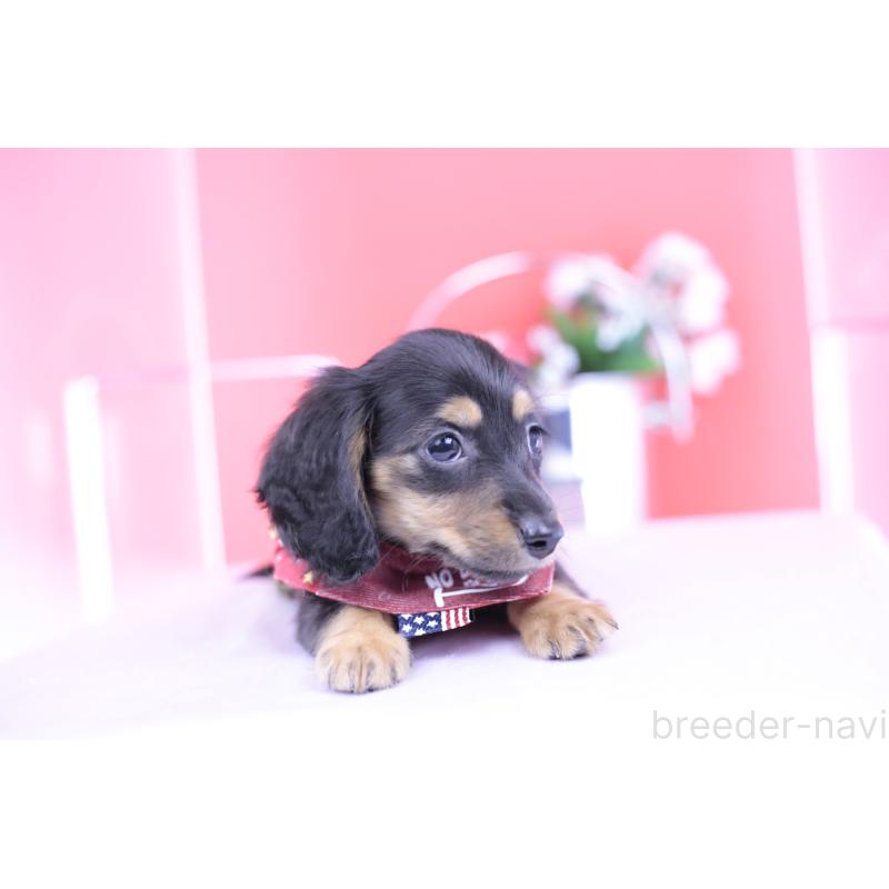 販売中の愛知県のカニンヘンダックスフンド(ロングヘアード)-418470の10枚目