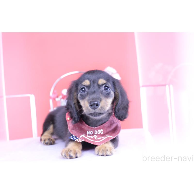 販売中の愛知県のカニンヘンダックスフンド(ロングヘアード)-418470の7枚目
