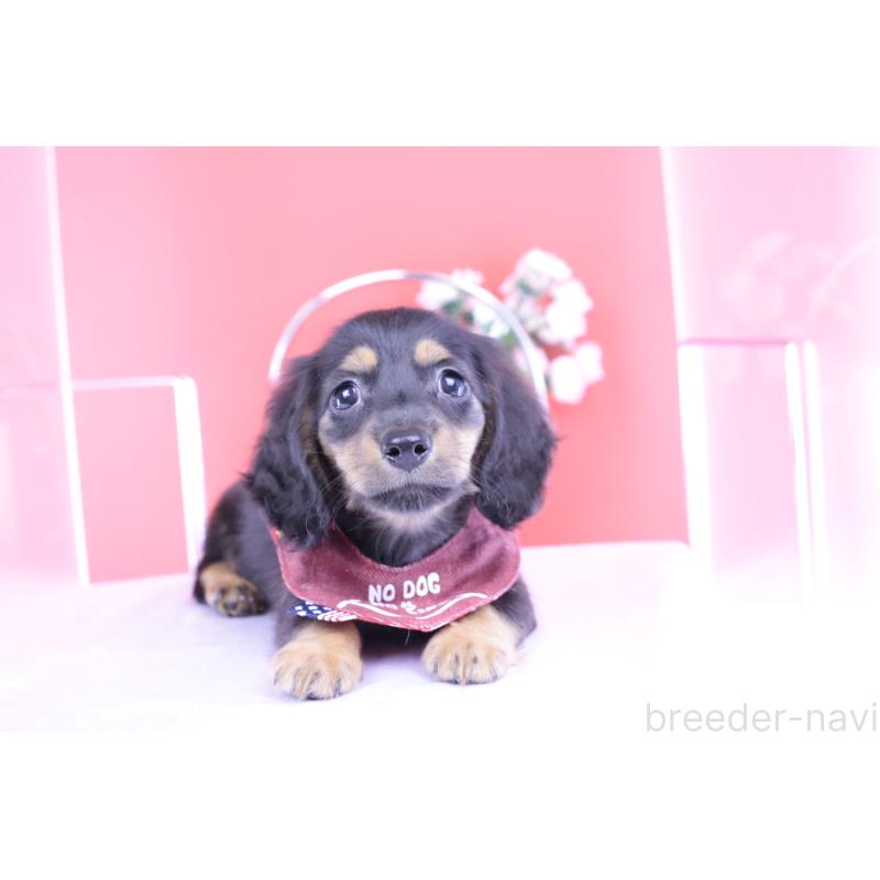 販売中の愛知県のカニンヘンダックスフンド(ロングヘアード)-418470の6枚目