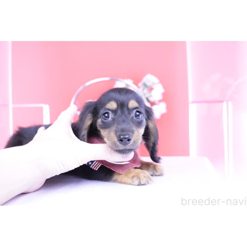 販売中の愛知県のカニンヘンダックスフンド(ロングヘアード)-418470の5枚目