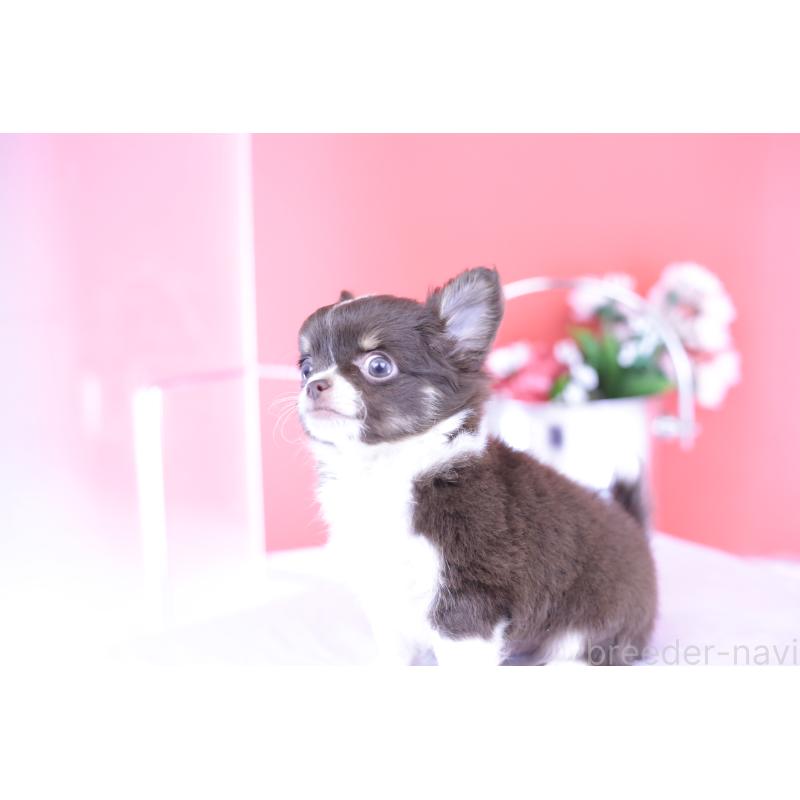 販売中の愛知県のチワワ(ロングコート)-416366の6枚目