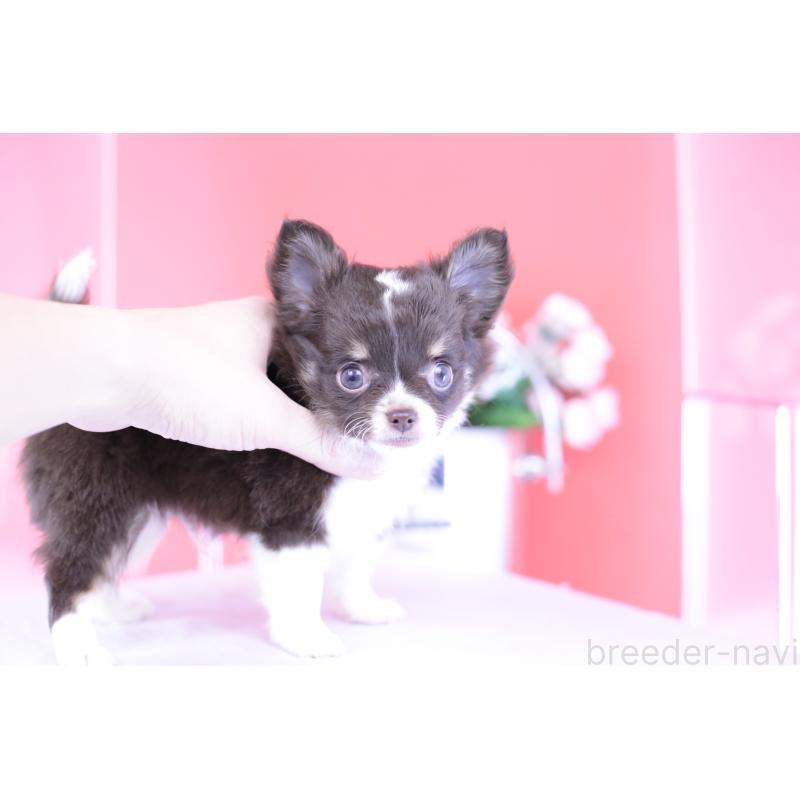 販売中の愛知県のチワワ(ロングコート)-416366の4枚目