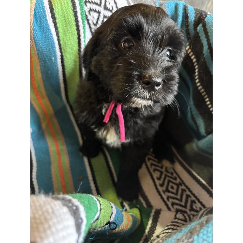 販売中の茨城県のバーニードゥードル:バーニーズ×スタンダードプードル-422458の4枚目