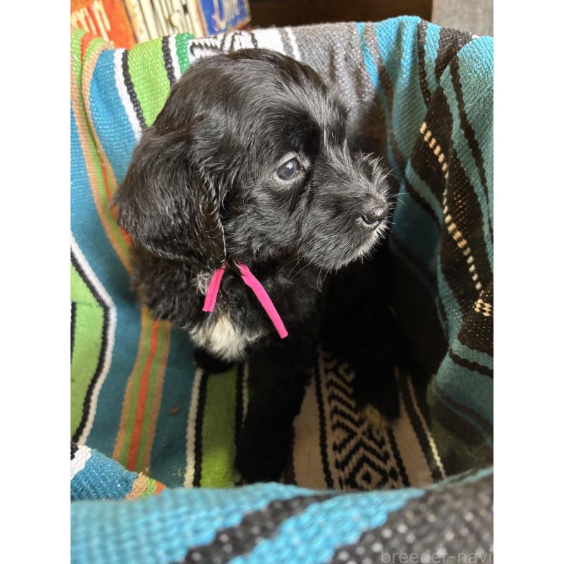 販売中の茨城県のバーニードゥードル:バーニーズ×スタンダードプードル-422458の3枚目