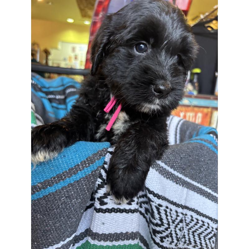 販売中の茨城県のバーニードゥードル:バーニーズ×スタンダードプードル-422458の2枚目