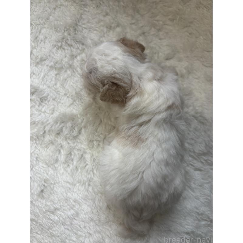 販売中の大阪府のトイプードル-419983の6枚目