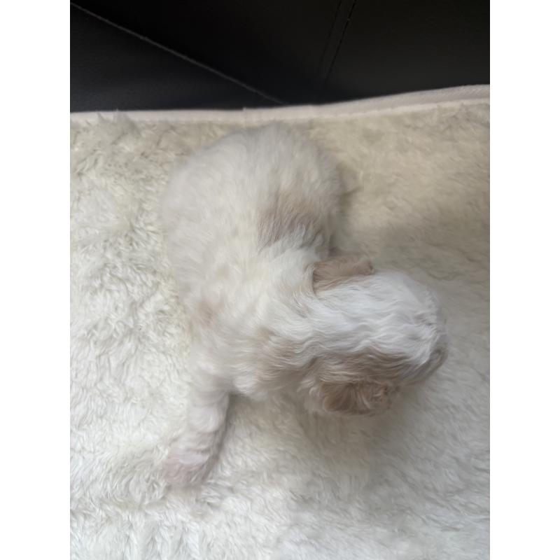 販売中の大阪府のトイプードル-419983の5枚目