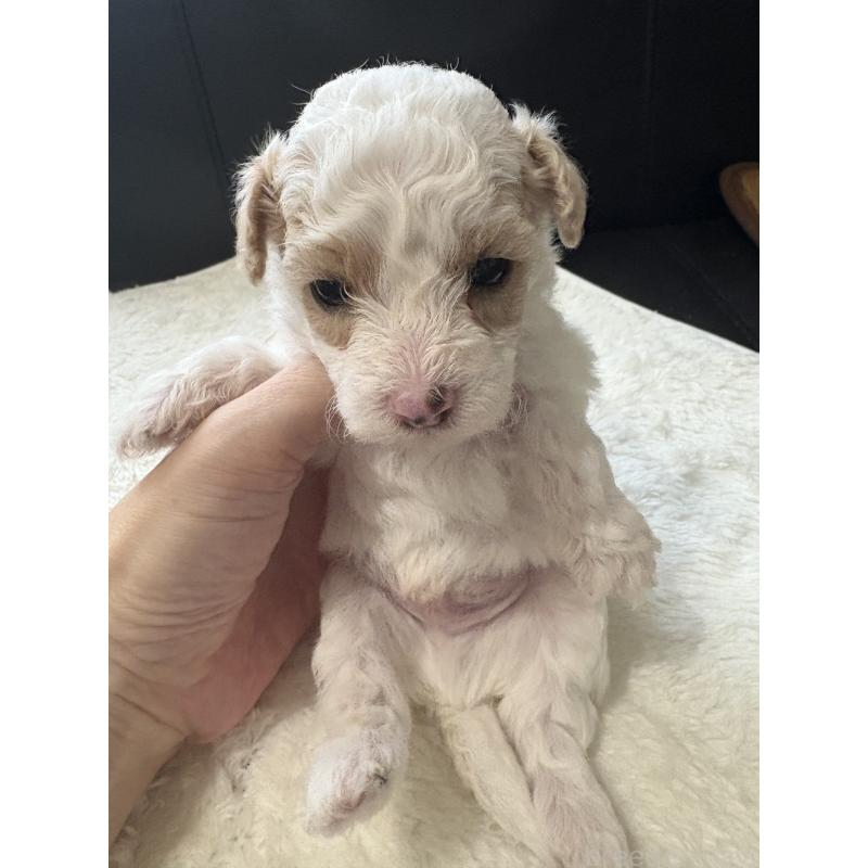 販売中の大阪府のトイプードル-419983の4枚目