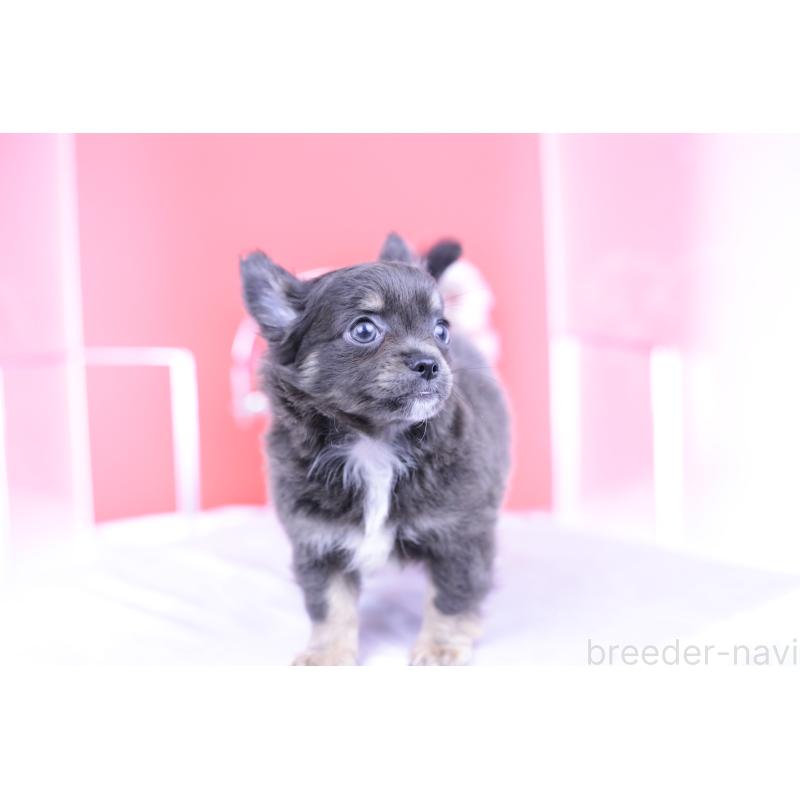 販売中の愛知県のチワワ(ロングコート)-416367の13枚目