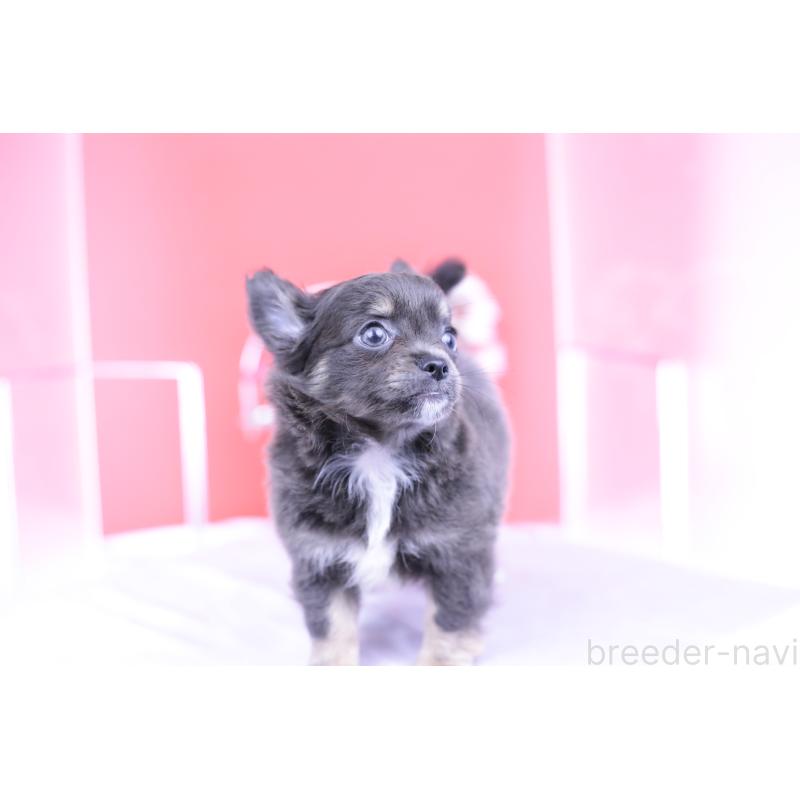 販売中の愛知県のチワワ(ロングコート)-416367の12枚目