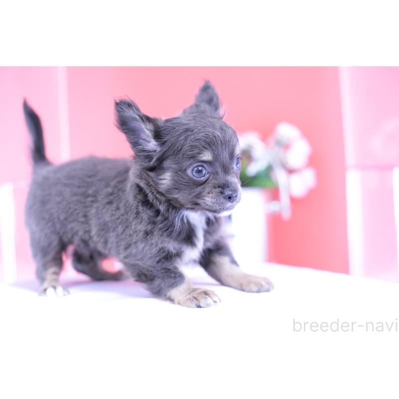 販売中の愛知県のチワワ(ロングコート)-416367の9枚目