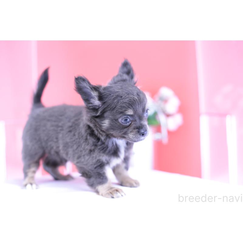 販売中の愛知県のチワワ(ロングコート)-416367の8枚目