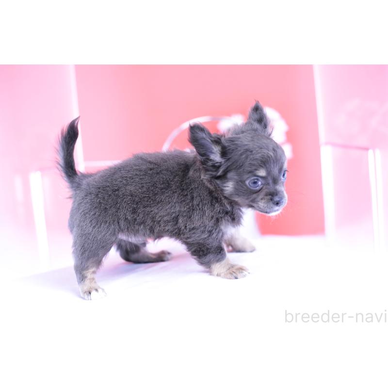 販売中の愛知県のチワワ(ロングコート)-416367の7枚目