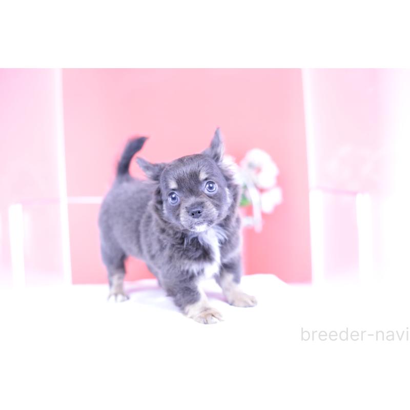 販売中の愛知県のチワワ(ロングコート)-416367の5枚目