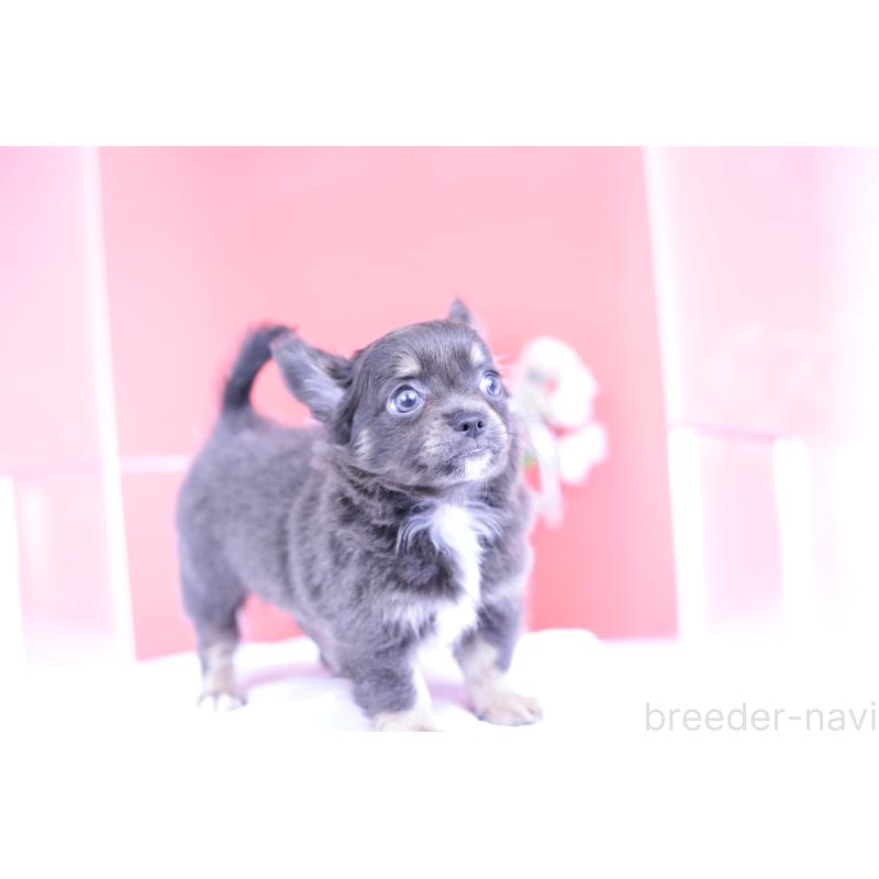 販売中の愛知県のチワワ(ロングコート)-416367の4枚目