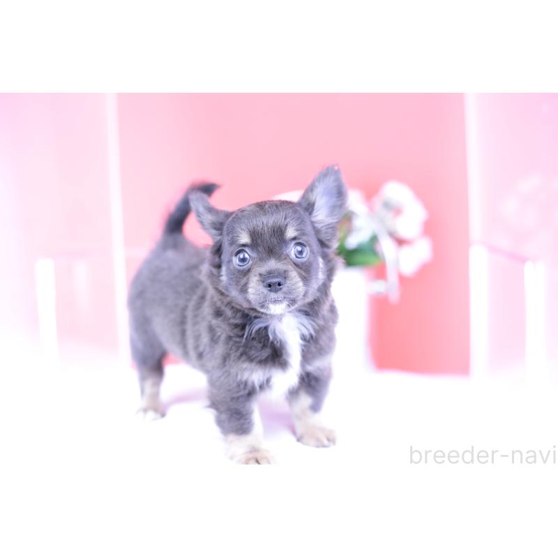 販売中の愛知県のチワワ(ロングコート)-416367の3枚目