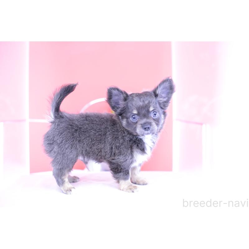 販売中の愛知県のチワワ(ロングコート)-416367の2枚目