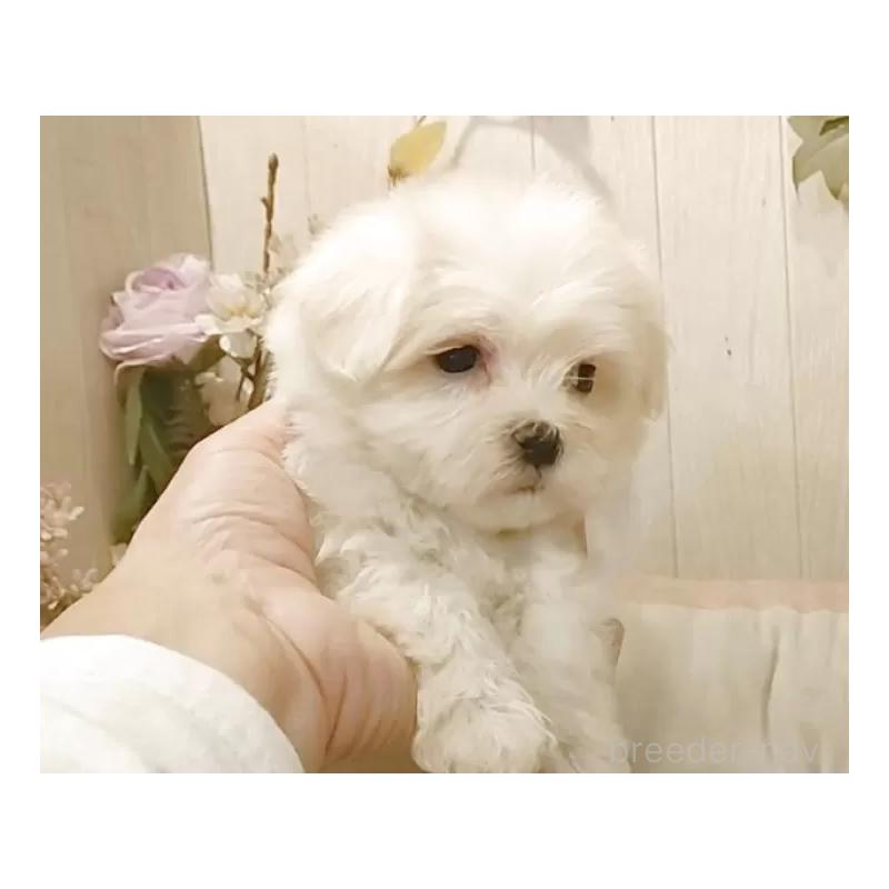 販売中の愛知県のマルチーズ-422461の5枚目