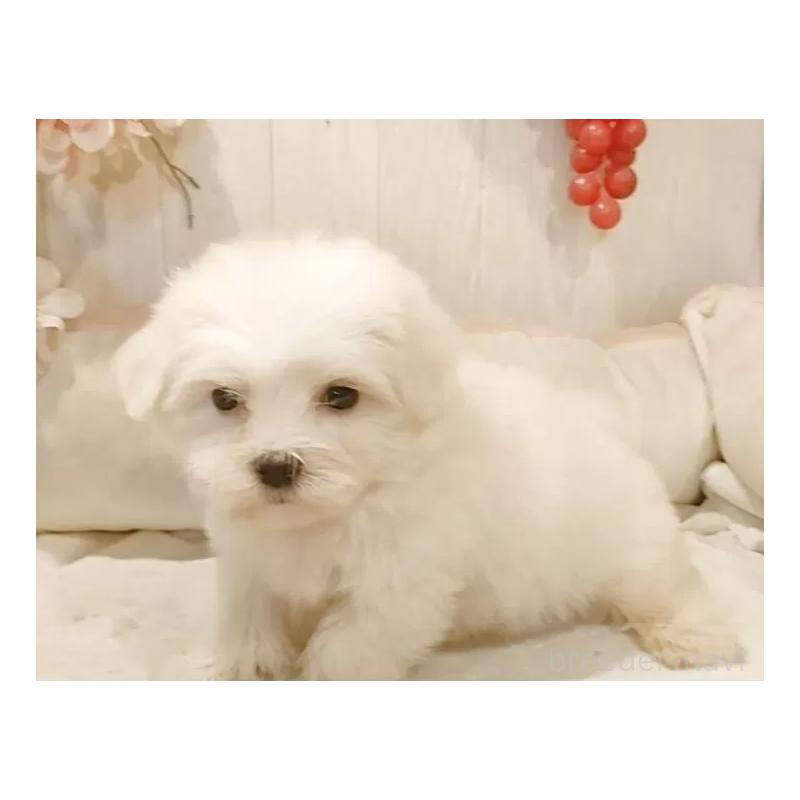 販売中の愛知県のマルチーズ-422461の4枚目