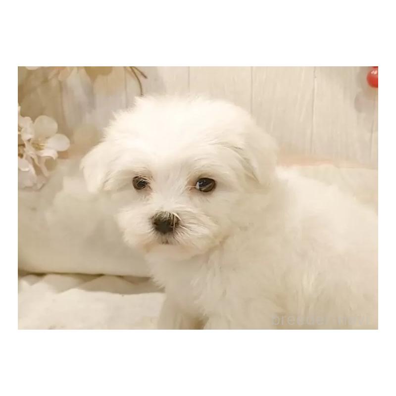 販売中の愛知県のマルチーズ-422461の2枚目