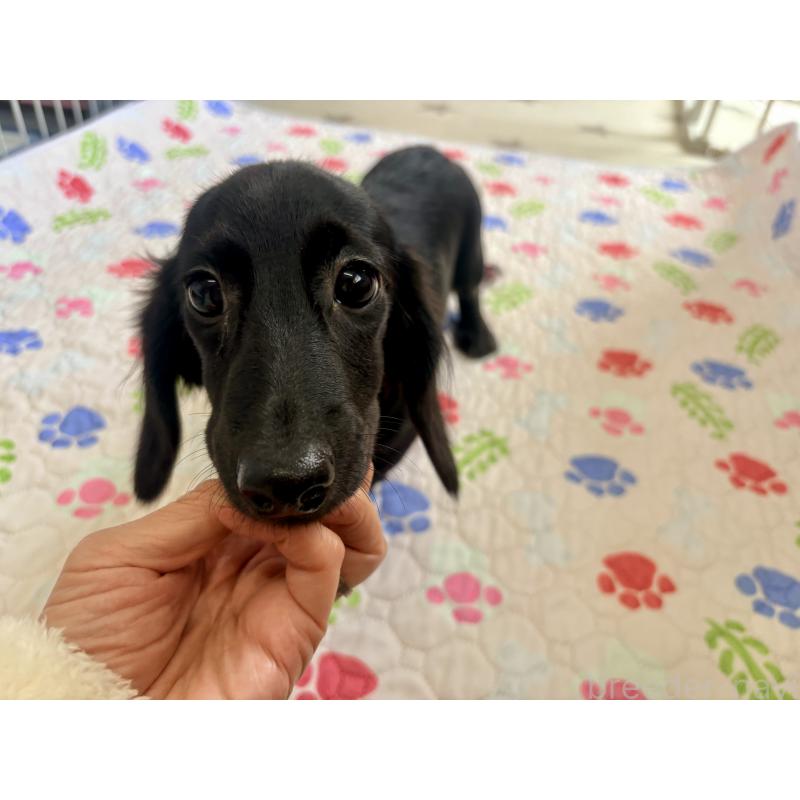 販売中の千葉県のミニチュアダックスフンド(ロングヘアード)-396553の5枚目