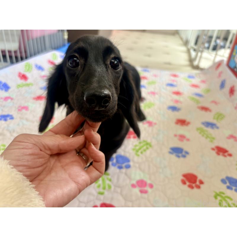 販売中の千葉県のミニチュアダックスフンド(ロングヘアード)-396553の4枚目