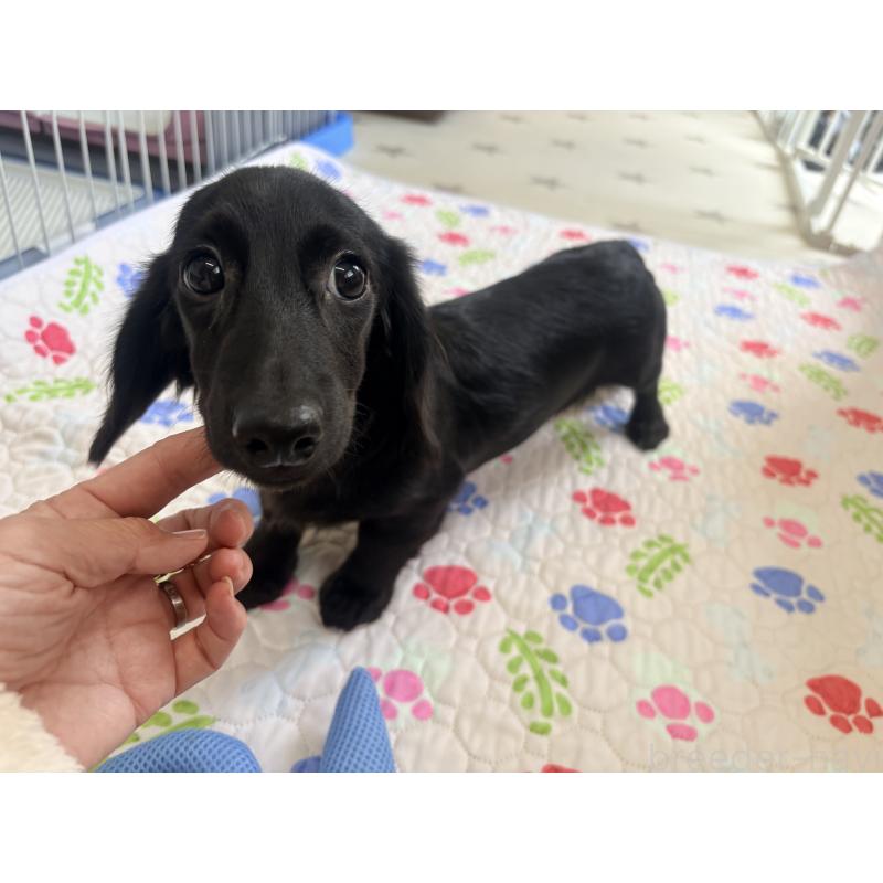 販売中の千葉県のミニチュアダックスフンド(ロングヘアード)-396553の3枚目