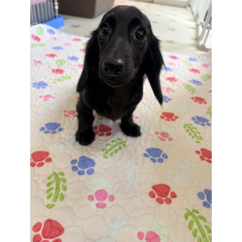 販売中の千葉県のミニチュアダックスフンド(ロングヘアード)-396553の2枚目