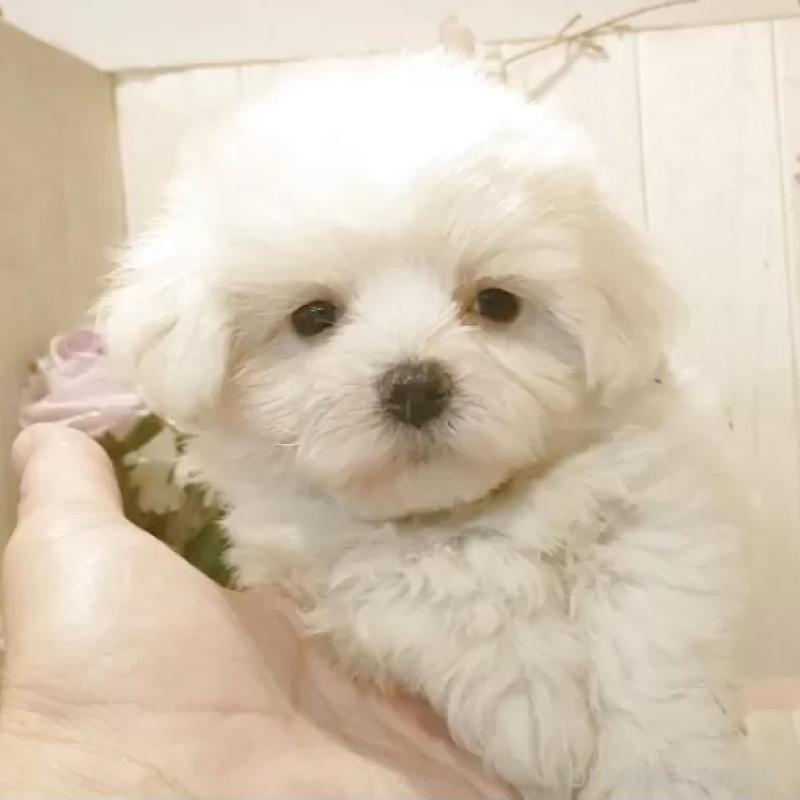 販売中の愛知県のマルチーズ-422467