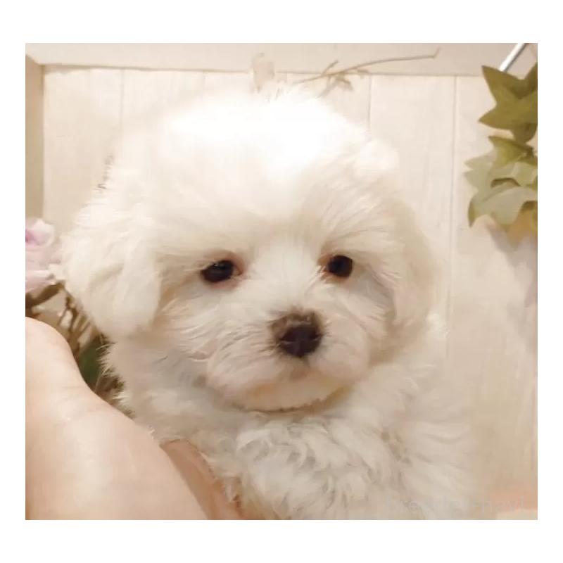 販売中の愛知県のマルチーズ-422467の6枚目