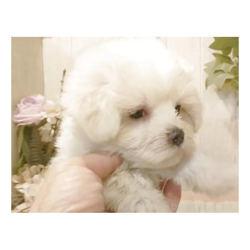 販売中の愛知県のマルチーズ-422467の5枚目