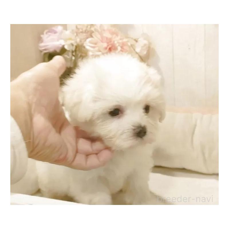 販売中の愛知県のマルチーズ-422467の4枚目