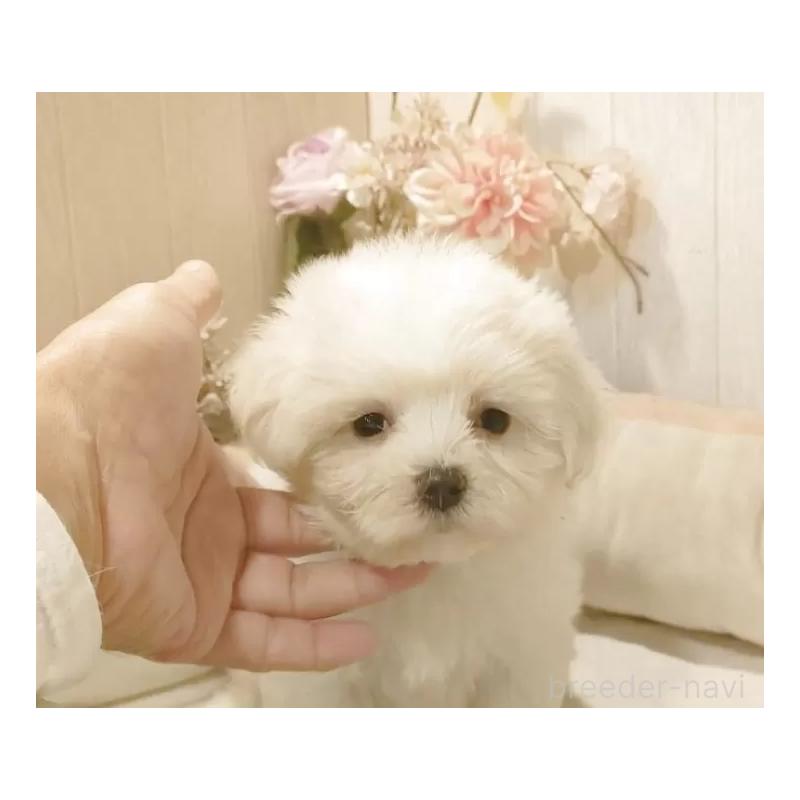 販売中の愛知県のマルチーズ-422467の3枚目