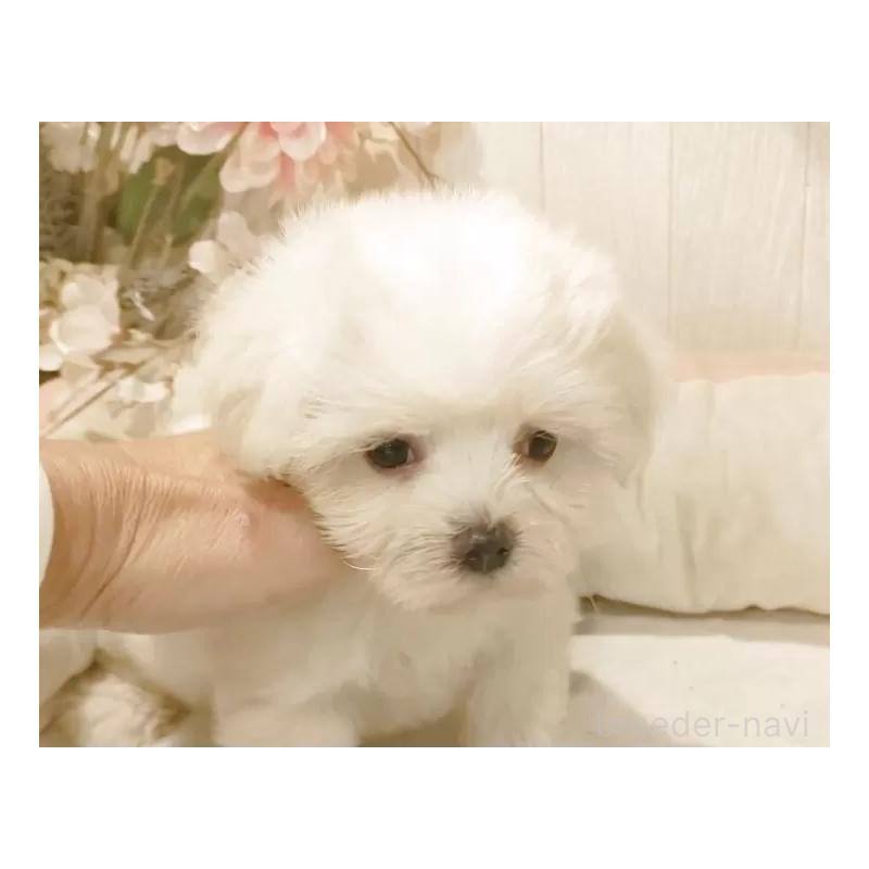 販売中の愛知県のマルチーズ-422467の2枚目