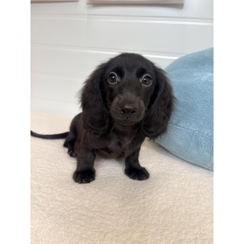 販売中の千葉県のカニンヘンダックスフンド(ロングヘアード)-414700の2枚目